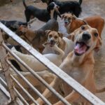Agendamento de castração de pets abre dia 3/12; vagas são limitadas