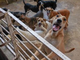 Agendamento de castração de pets abre dia 3/12; vagas são limitadas