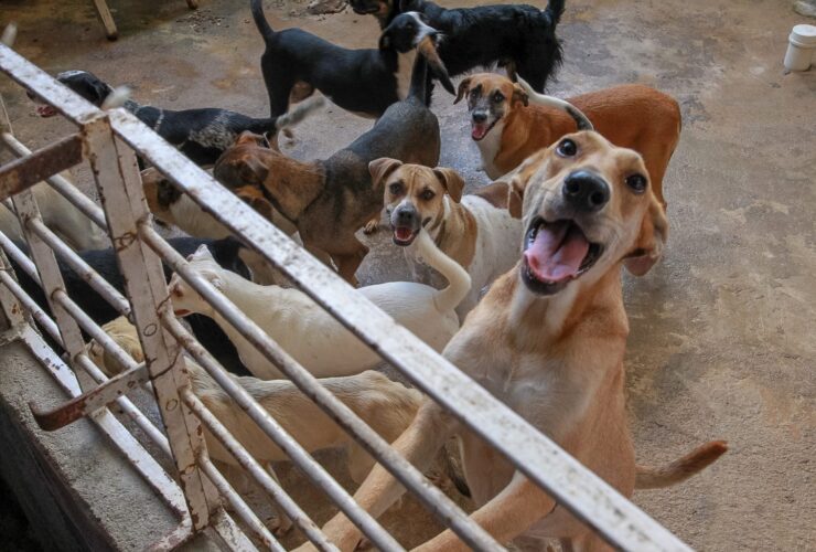 Agendamento de castração de pets abre dia 3/12; vagas são limitadas