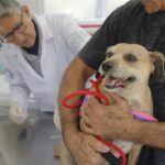 Posto fixo de vacinação contra a raiva imuniza pets em dezembro