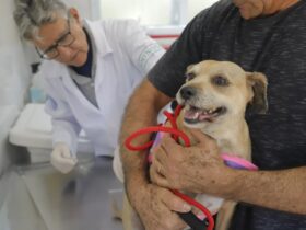 Posto fixo de vacinação contra a raiva imuniza pets em dezembro