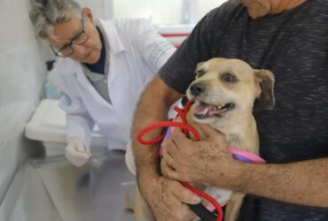 Posto fixo de vacinação contra a raiva imuniza pets em dezembro