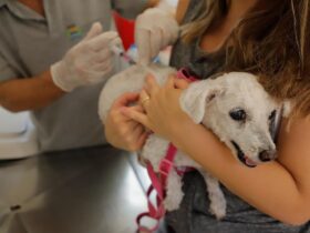 Posto fixo de vacinação contra raiva entra em recesso nesta sexta, 19/12