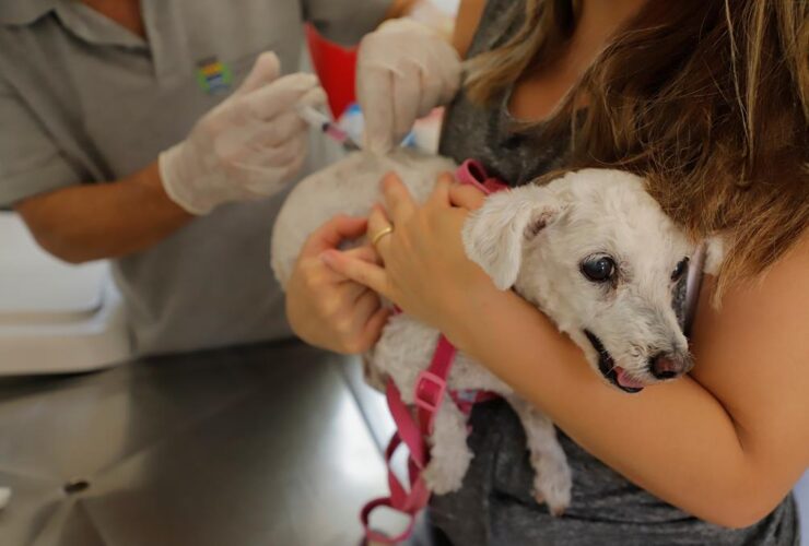 Posto fixo de vacinação contra raiva entra em recesso nesta sexta, 19/12