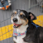 Prefeitura de Barueri divulga agenda de feiras de adoção de pets do mês de janeiro