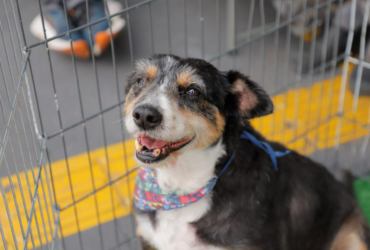 Prefeitura de Barueri divulga agenda de feiras de adoção de pets do mês de janeiro