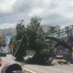 Vídeo: vento derruba árvore ao lado do Ganha Tempo, no Centro