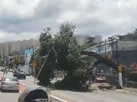 Vídeo: vento derruba árvore ao lado do Ganha Tempo, no Centro