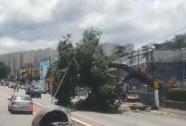 Vídeo: vento derruba árvore ao lado do Ganha Tempo, no Centro