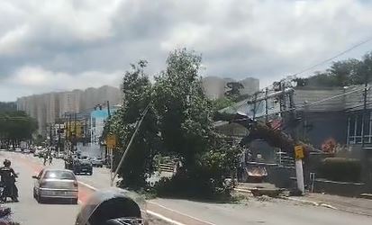 Vídeo: vento derruba árvore ao lado do Ganha Tempo, no Centro