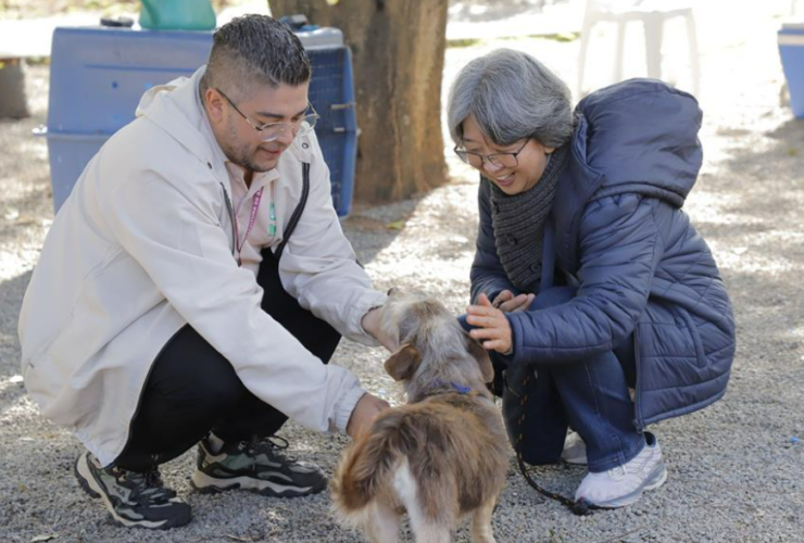 Prefeitura abre quarta-feira, 4/2, agendamento para castração de cães e gatos