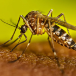 El Niño deste ano deve causar aumento significativo dos casos de dengue