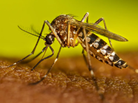 El Niño deste ano deve causar aumento significativo dos casos de dengue