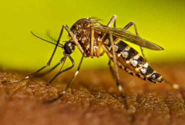 El Niño deste ano deve causar aumento significativo dos casos de dengue