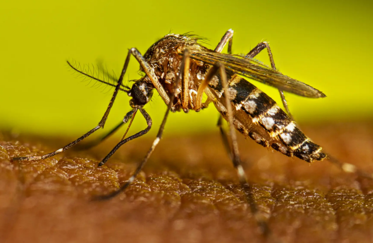 El Niño deste ano deve causar aumento significativo dos casos de dengue