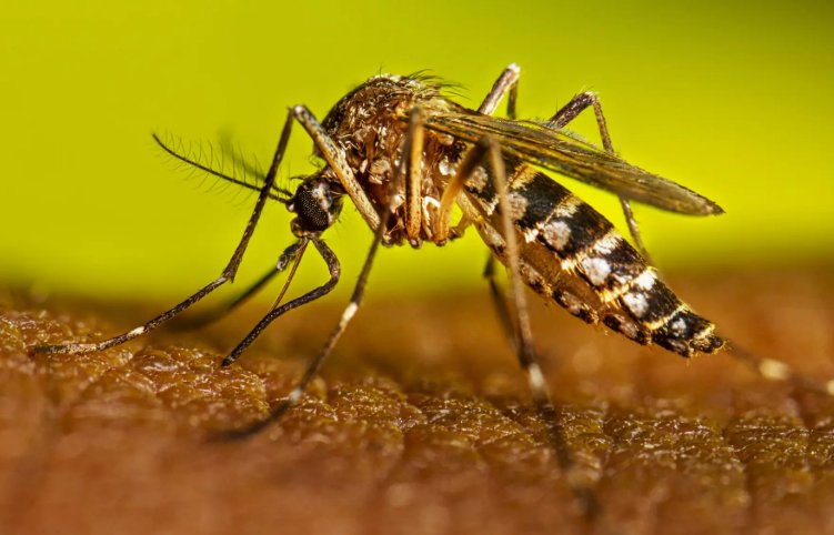 El Niño deste ano deve causar aumento significativo dos casos de dengue