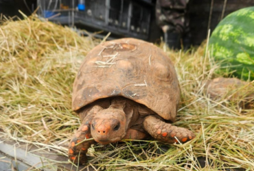 Após acolhimento, Cetas Barueri encaminha 185 animais silvestres para volta à natureza