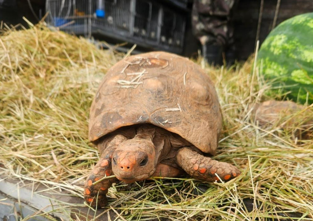 Após acolhimento, Cetas Barueri encaminha 185 animais silvestres para volta à natureza
