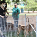 Cepad divulga calendário de feiras de adoção de pets em Barueri no mês de junho