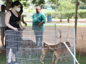 Cepad divulga calendário de feiras de adoção de pets em Barueri no mês de junho