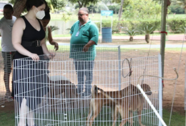 Cepad divulga calendário de feiras de adoção de pets em Barueri no mês de junho