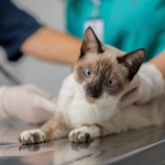 Agendamento de castração gratuita de cães e gatos será aberto na quarta-feira, 8/7
