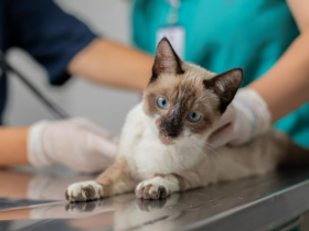Agendamento de castração gratuita de cães e gatos será aberto na quarta-feira, 8/7