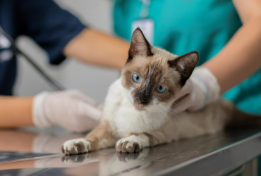 Agendamento de castração gratuita de cães e gatos será aberto na quarta-feira, 8/7