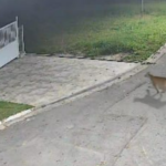 Vídeo mostra onça parda atravessando alameda em condomínio da Aldeia da Serra