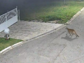 Vídeo mostra onça parda atravessando alameda em condomínio da Aldeia da Serra