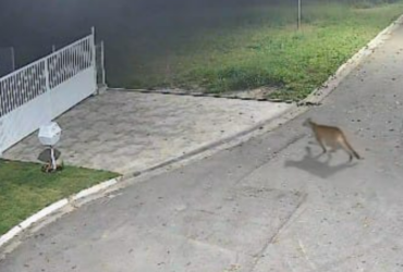 Vídeo mostra onça parda atravessando alameda em condomínio da Aldeia da Serra