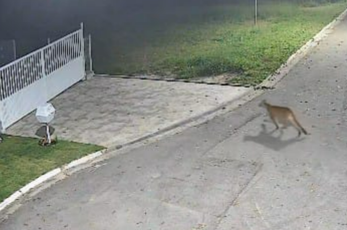Vídeo mostra onça parda atravessando alameda em condomínio da Aldeia da Serra