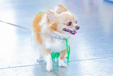 Prefeitura divulga data de abertura de agendamento para castração de pets em agosto