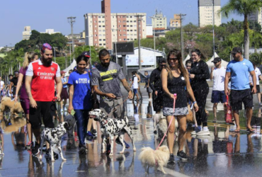 Parque da Juventude recebe Cãominhada e feira de adoção no sábado, 25/7