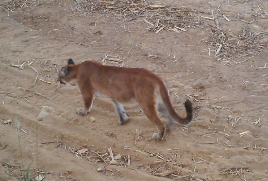 Onça-parda mantém equilíbrio da biodiversidade
