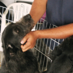 Feiras de adoção de pets de agosto começam dia 1º/8 no Parque Dom José