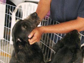 Feiras de adoção de pets de agosto começam dia 1º/8 no Parque Dom José