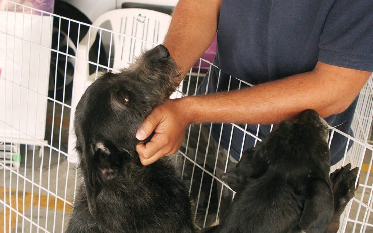 Feiras de adoção de pets de agosto começam dia 1º/8 no Parque Dom José