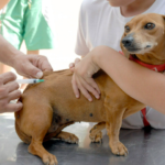 Campanha Julho Dourado reforça necessidade de vacinação de pets contra a raiva