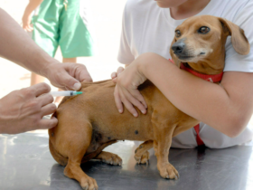 Campanha Julho Dourado reforça necessidade de vacinação de pets contra a raiva