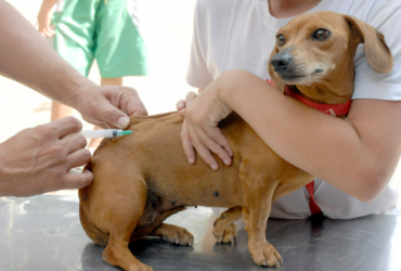 Campanha Julho Dourado reforça necessidade de vacinação de pets contra a raiva