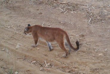 Onça-parda mantém equilíbrio da biodiversidade