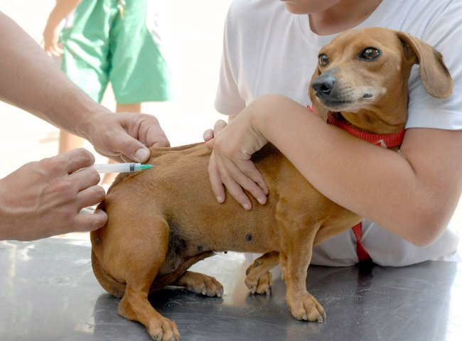 Campanha Julho Dourado reforça necessidade de vacinação de pets contra a raiva