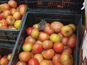 Consumidores encontram ratos entre mercadorias do Atacadão da Estrada Velha
