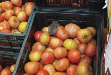 Consumidores encontram ratos entre mercadorias do Atacadão da Estrada Velha