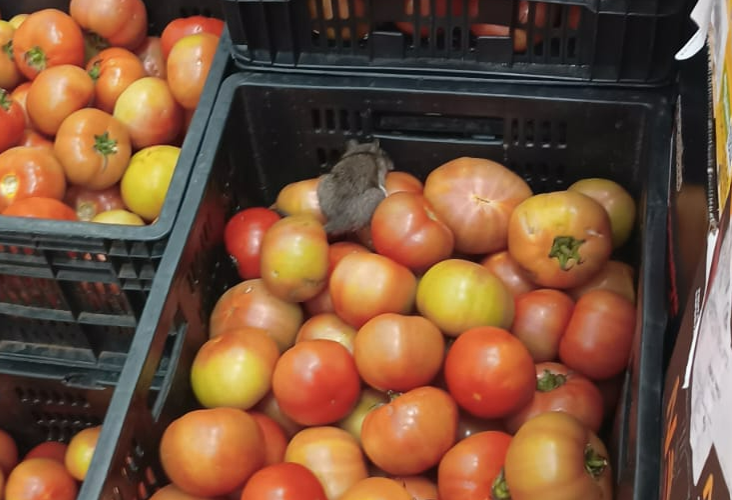 Consumidores encontram ratos entre mercadorias do Atacadão da Estrada Velha