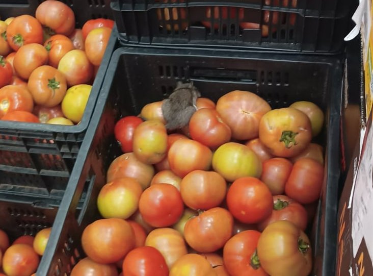 Consumidores encontram ratos entre mercadorias do Atacadão da Estrada Velha