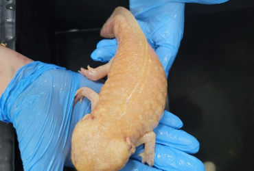 Cetas de Barueri recebe 53 axolotes, espécie de salamandra mexicana que corre risco de extinção