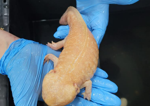 Cetas de Barueri recebe 53 axolotes, espécie de salamandra mexicana que corre risco de extinção