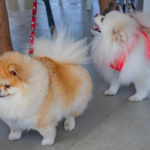 Prefeitura de Barueri abre agenda de castração de cães e gatos na quarta, 2/9